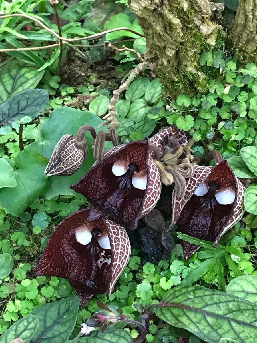 木本马兜铃原产地中美州的萨尔瓦多与其它的马兜铃有全