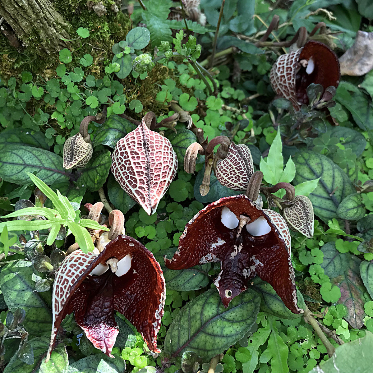 木本马兜铃原产地中美州的萨尔瓦多与其它的马兜铃有全然不同之处兜为