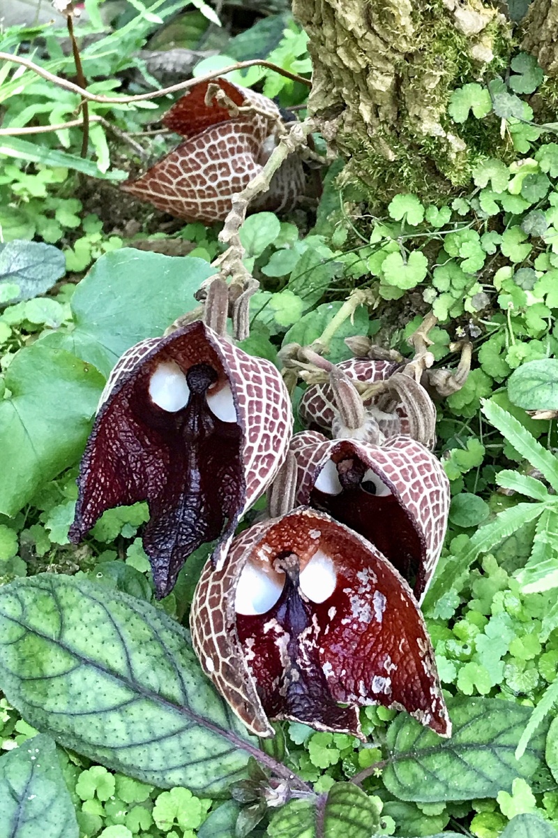 木本马兜铃原产地中美州的萨尔瓦多与其它的马兜铃有全然不同之处兜为