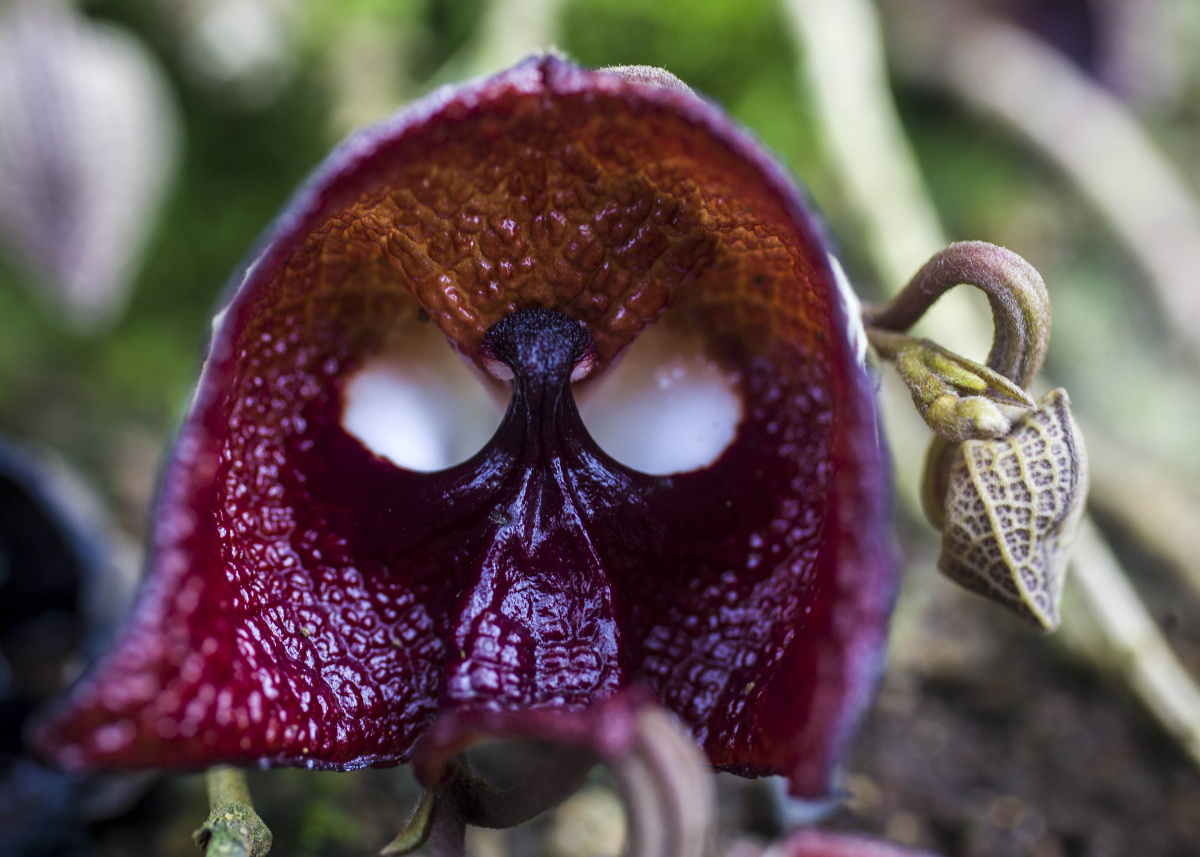 木本马兜铃原产地中美州的萨尔瓦多与其它的马兜铃有全然不同之处兜为