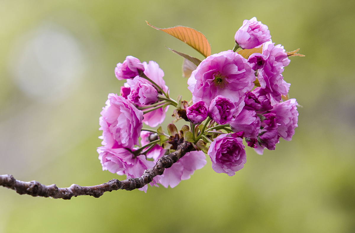 早春的八重樱 - 华华552 - 图虫