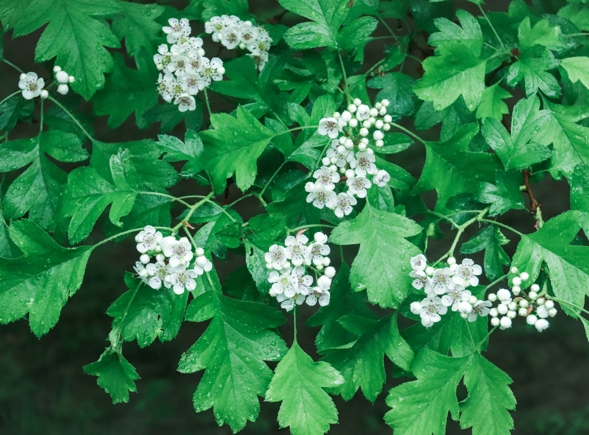 山楂树其实一个小小的树还有叶子很美却没有人去发现他的美丽只有通过