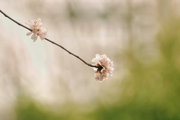42070