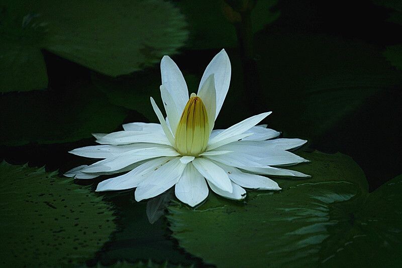 (白莲）摄于泰国<br />
