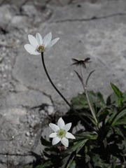 L1000648_