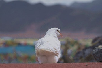 L1001091_