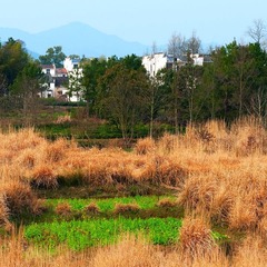 乡村