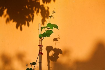 佛苗