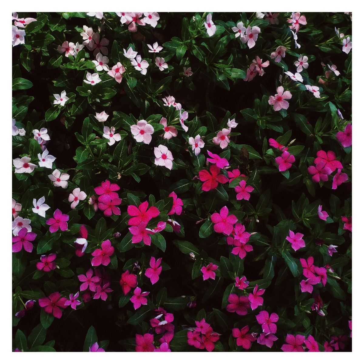 八点半1590 - 图虫