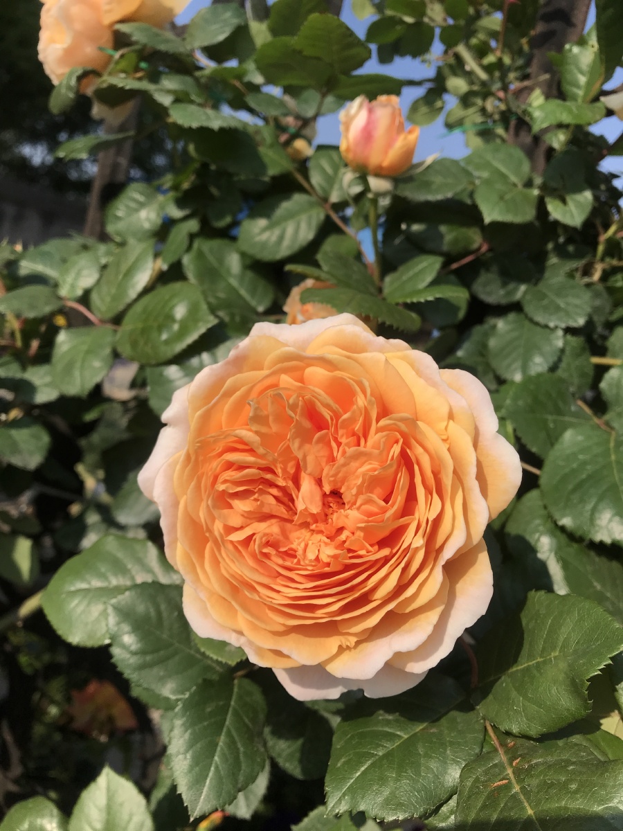 黄色月季花王妃藤本月季大花