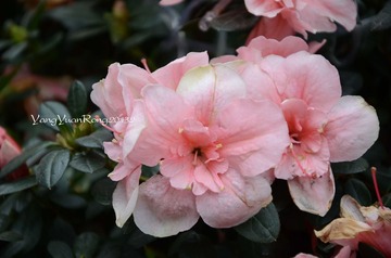 DSC_1134.jpg