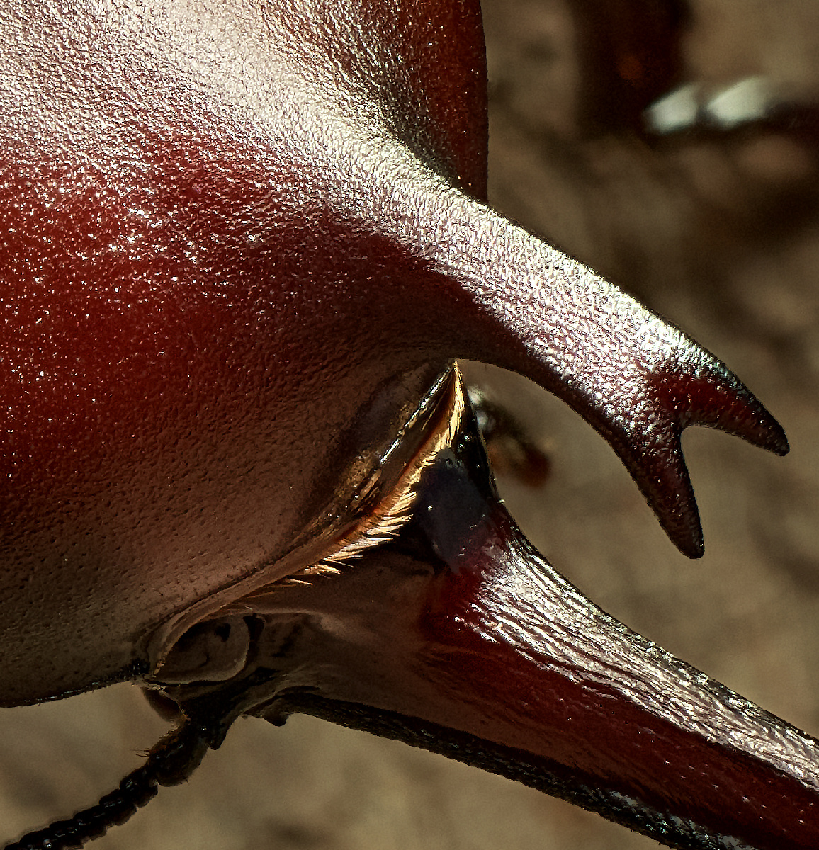 昆虫之美03双叉犀金龟 / 大洲摄影作品allomyrina dichotoma