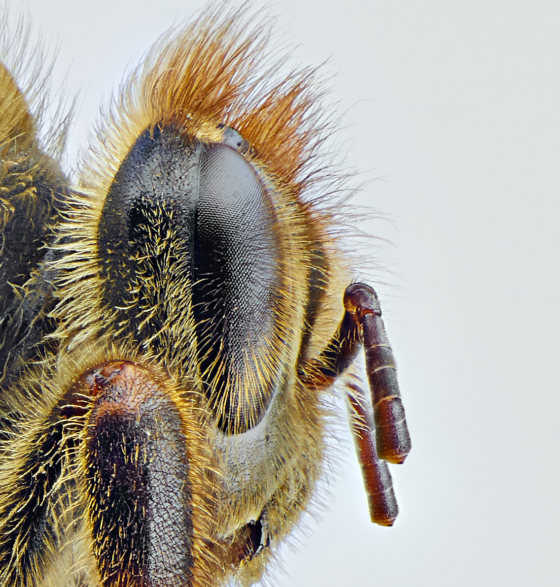 昆虫之美64女王蜂