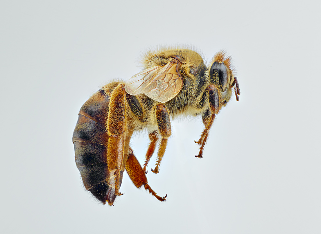 昆虫之美64女王蜂