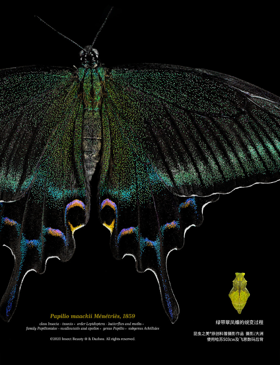 昆虫之美03绿带翠凤蝶的蜕变过程papilio maackii ménétriès