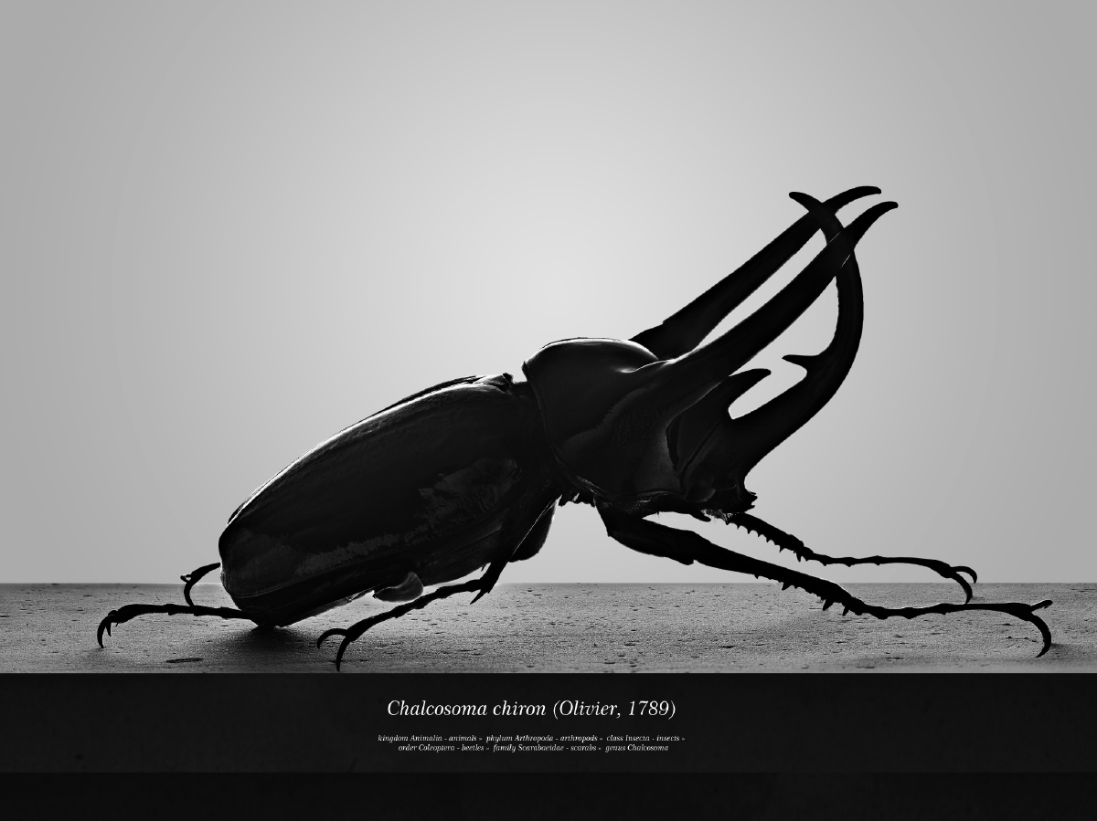 昆虫之美南洋大兜虫cccchalcosomachironolivier1789chalcosomac