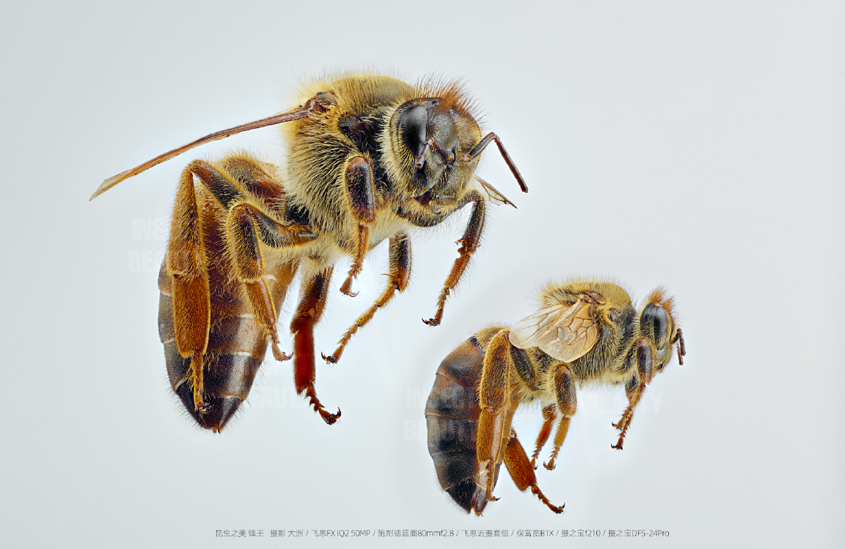 昆虫之美64女王蜂