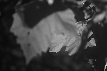 55C520F5-76AB-43D9-BF92-D23CFCAA3A57/L0/001