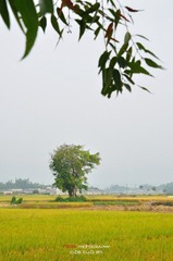DSC_4620.jpg