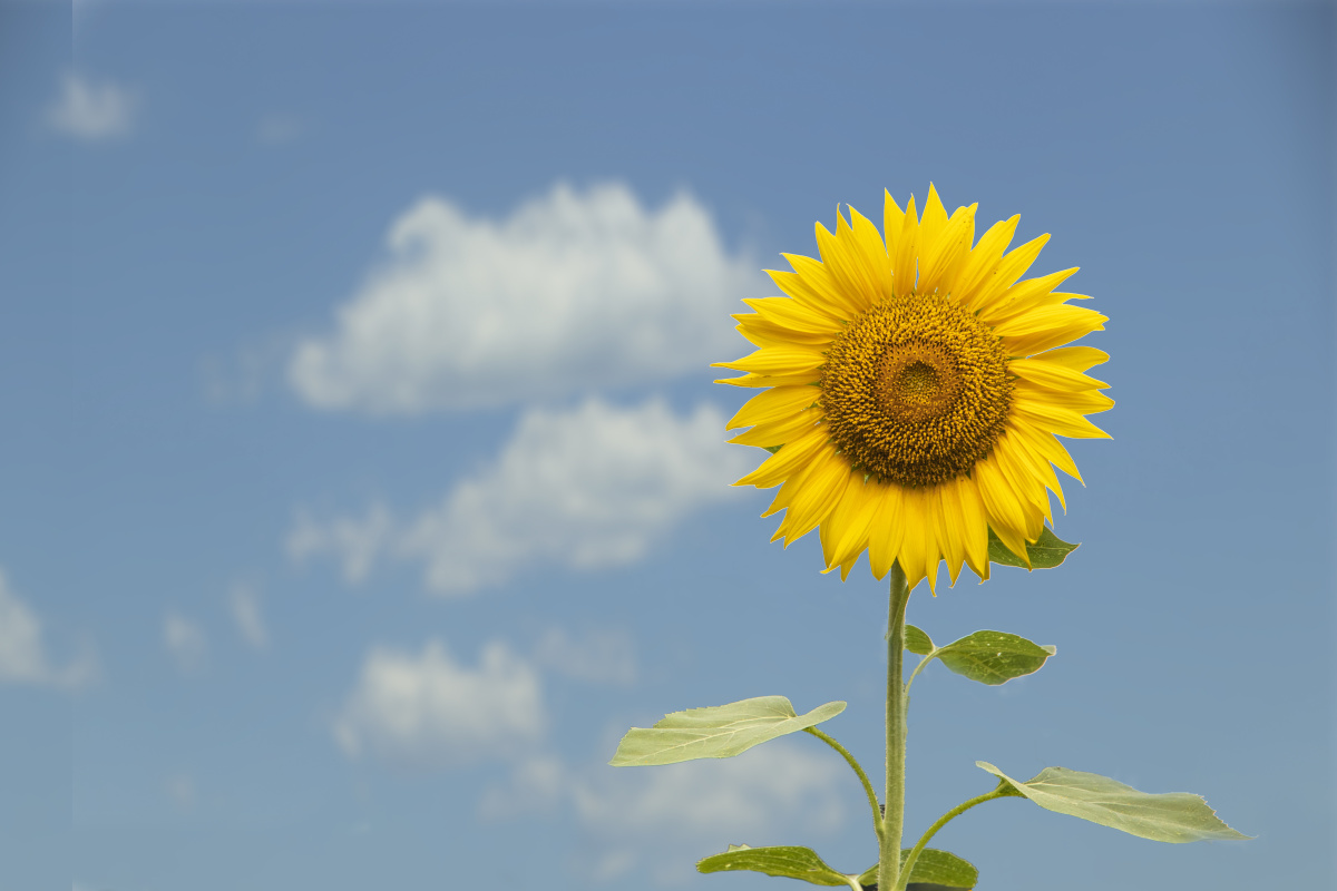 拖更小能手奥森的向日葵