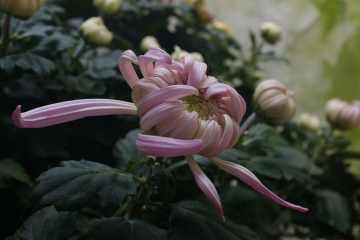 粉色菊花