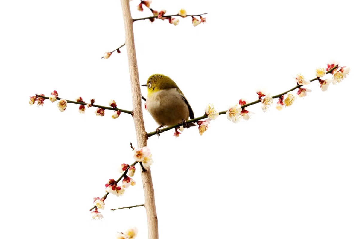 小鸟立枝头,梅花缀树梢.