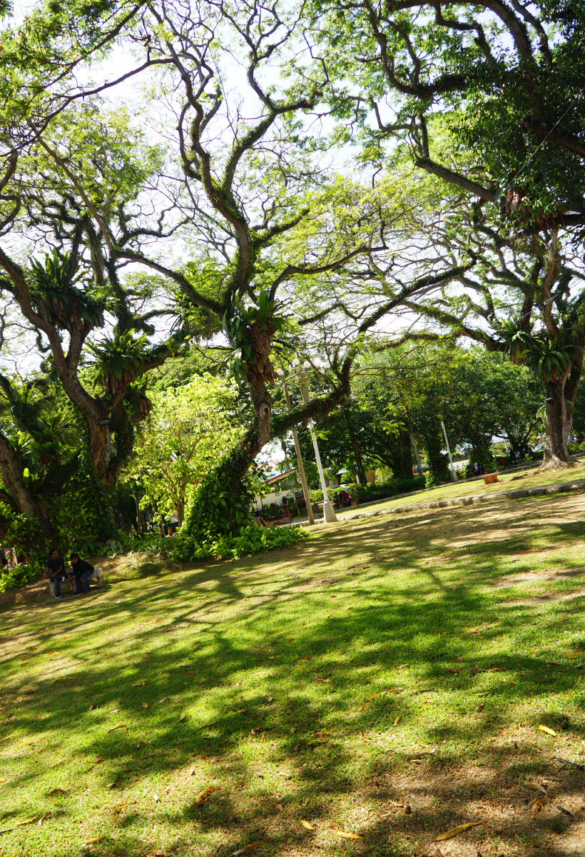 绿色摇晃树影 br />