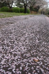 DSC05916s.jpg