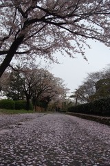 DSC05917s.jpg