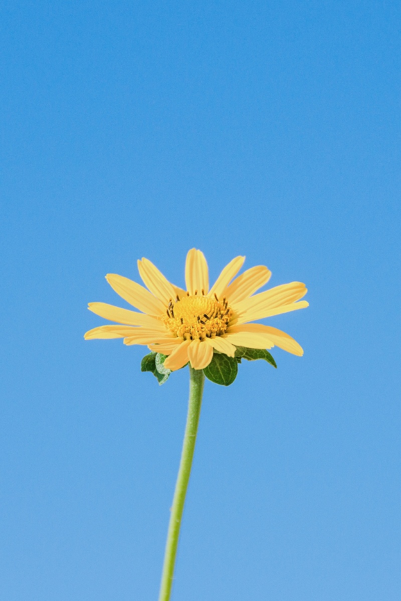 蓝天下的小雏菊