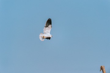 _DSC7086