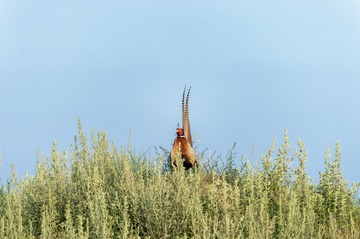 _DSC6538