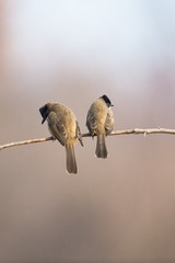 _DSC2996