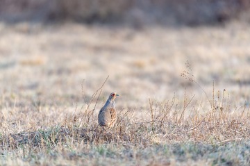 _DSC4014