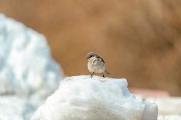_DSC6629