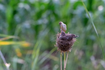 _DSC9942