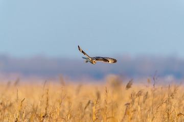 _DSC6074