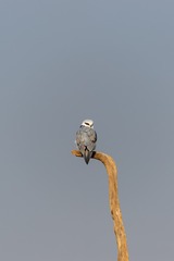 _DSC7353-01