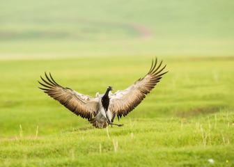 _DSC8452