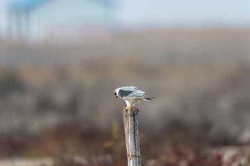 _DSC7043