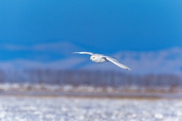 额尔古那雪鸮