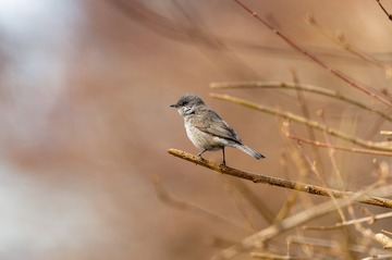 _DSC8388