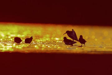_DSC7353