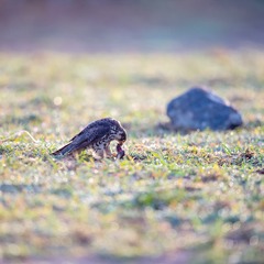 _DSC8861
