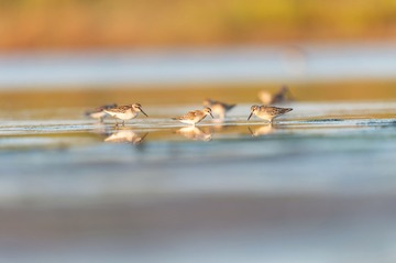 _DSC3352