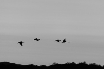 _DSC1484