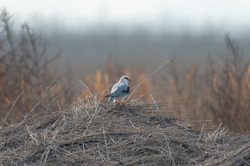 _DSC6860