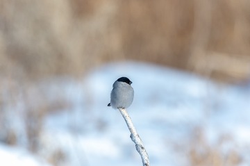 _DSC9785
