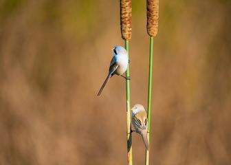_DSC3089