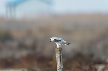 _DSC7054